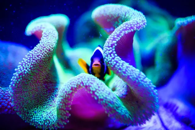 A close-up of a colorful clownfish hiding in the sea anemones at Coral Garden.