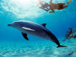 Dolphin House Hurghada | Swim with Wild Dolphins & Snorkel 2026