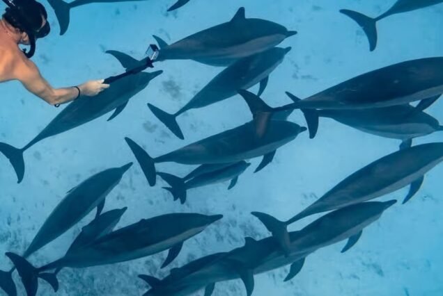 Sataya Dolphin House: Snorkel with Dolphins