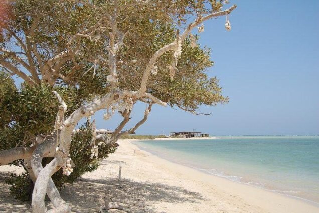 Beautiful shells and natural elements on the protected beach of Hamata Islands.
