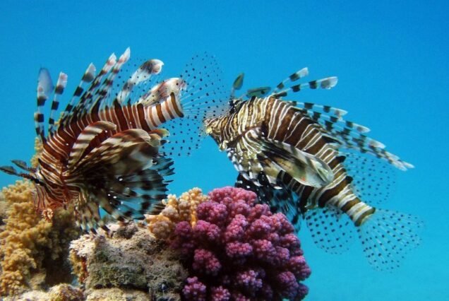 Exotic tropical fish swimming around the vibrant coral reefs of Marsa Alam.