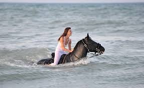 Alt Text: Tourist swimming with horses Marsa Alam in the turquoise shallow waters of the Red Sea